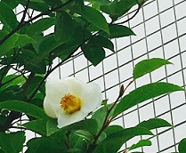 2016.%E5%A4%8F%E6%A4%BF